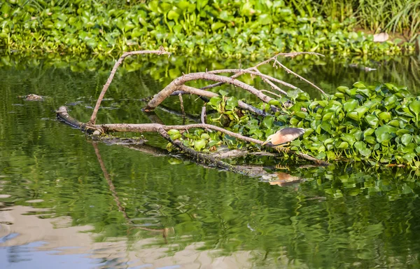 Vogels eten de vissen in het water — Stockfoto