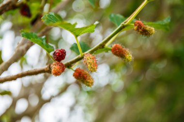 taze dut ağacı üzerinde