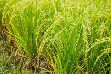 Tayland 'daki pirinç tarlaları