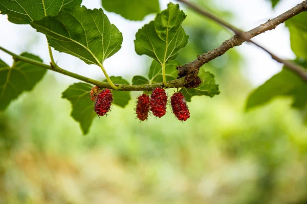 Čerstvé moruše na stromě — Stock fotografie