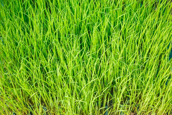 Rice seedlings were grown to a spike. — Stock Photo, Image