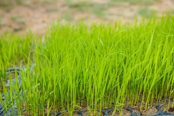 Rice seedlings were grown to a spike. — Stock Photo, Image