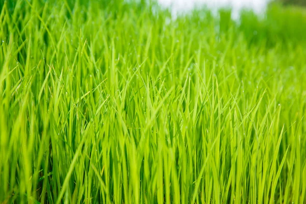 Rice seedlings were grown to a spike. — Stock Photo, Image