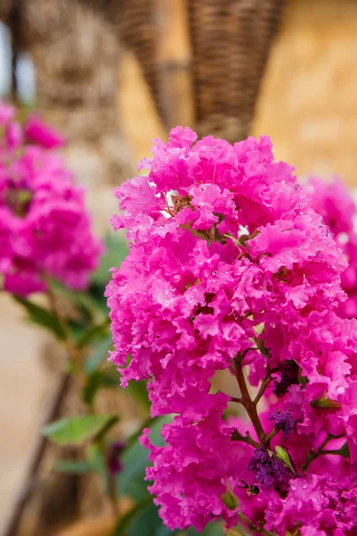 Lythraceae Lagerstroemia indica L. Linda flor rosa — Fotografia de Stock