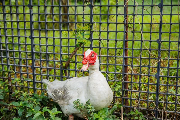 Pato branco no jardim — Fotografia de Stock