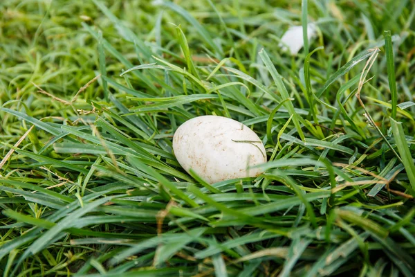 Качині яйця на траві — стокове фото