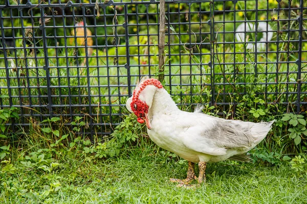 Білий качка в саду — стокове фото