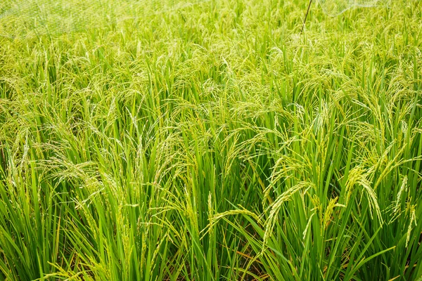 Tayland 'daki pirinç tarlaları — Stok fotoğraf