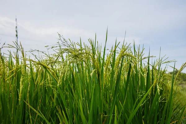 Campos de arroz na Tailândia — Fotografia de Stock