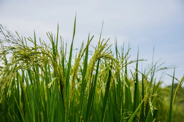 Arrozales en Tailandia — Foto de Stock