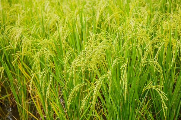 Campos de arroz na Tailândia — Fotografia de Stock