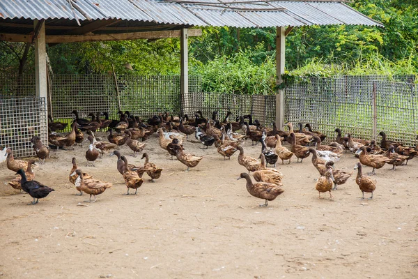 Коричневий качок у фермі в Таїланді — стокове фото