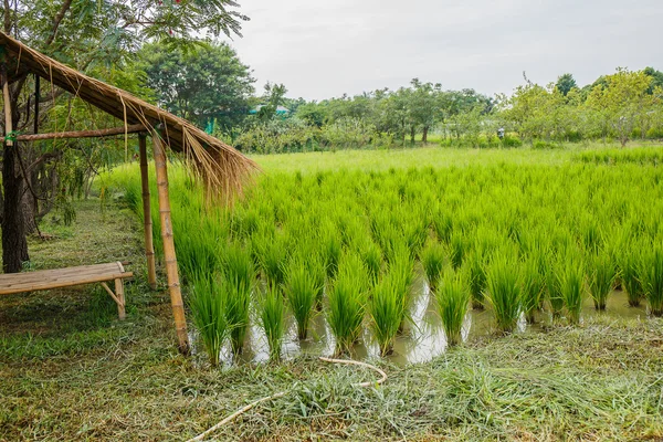 Campos de arroz na Tailândia — Fotografia de Stock