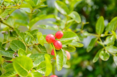 Carissa carandas Linn, Karanda, Carunda, İsa'nın Thom