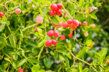 Carissa carandas Linn, Karanda, Carunda, İsa'nın Thom