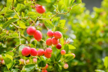 Carissa carandas Linn, Karanda, Carunda, İsa'nın Thom