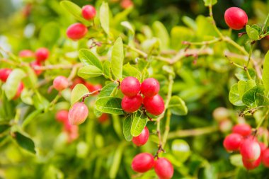 Carissa carandas Linn, Karanda, Carunda, İsa'nın Thom