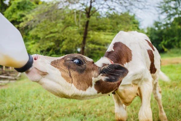 Dare il latte in pasto alla mucca nel ranch — Foto Stock