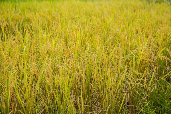 Рисові поля в Таїланді — стокове фото