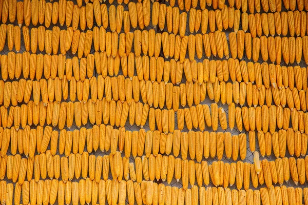 Geel gedroogde maïs bundel samen textuur — Stockfoto