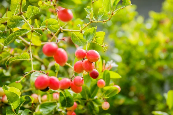 Carissa carandas Linn, Karanda, Carunda, İsa'nın Thom
