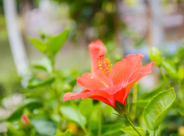 Flor de hibisco no jardim perto — Fotografia de Stock