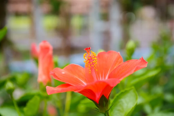 Hibiscus blomma i trädgården på nära håll — Stockfoto