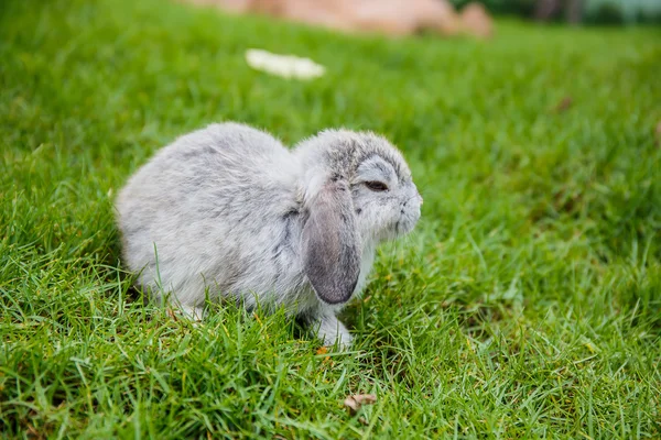 Кролики в траві в саду — стокове фото