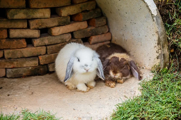 Králíci v trávě na zahradu — Stock fotografie