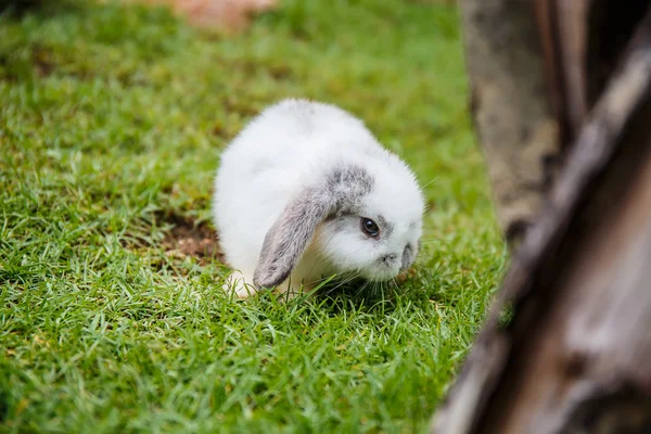 Kaninchen im Gras im Garten — Stockfoto