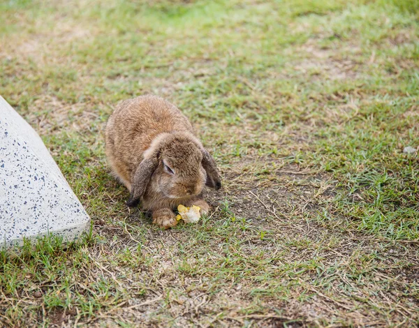 Kaninchen im Gras im Garten — Stockfoto