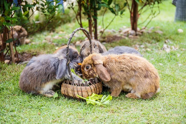 Kaninchen im Gras im Garten — Stockfoto