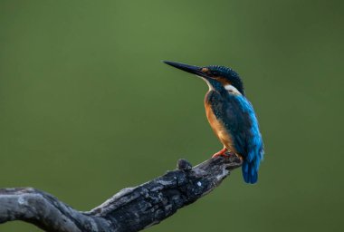 Yaygın bir balıkçı (Alcedo) güzel renkleri ve uzun sivri uçlu gagası olan küçük bir kuş. Kişiliği oldukça ihtiyatlı. Nehirlerde, derelerde, göllerde, bataklıklarda veya diğer tatlı ve tuzlu su kaynaklarında bulunur..