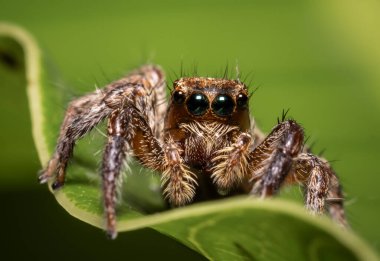 Av avlamak için çok uzağa uçabilen savaşçıların ayırt edici özelliklerinden gelen zıplayan örümcek..