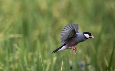 Java serçesi pirinç tarlalarında yaşar ve genellikle sürü halinde yaşarlar. Aslen Java ve Bali 'nin yerlileriydiler. Daha sonra, süs kuşları olarak yetiştirilmek üzere Tayland 'a getirildiler..