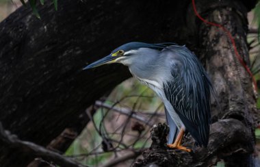 Derelerde, nehirlerde, kentsel alanlarda ve ormanlarda su kaynaklarında bulunan çizgili balıkçıl göçmen kuşu.