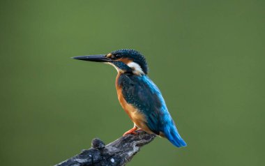 Yaygın bir balıkçı (Alcedo) güzel renkleri ve uzun sivri uçlu gagası olan küçük bir kuş. Kişiliği oldukça ihtiyatlı. Nehirlerde, derelerde, göllerde, bataklıklarda veya diğer tatlı ve tuzlu su kaynaklarında bulunur..