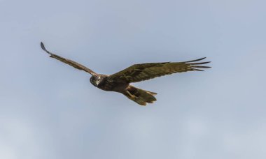 Doğu Bataklık Harrier (