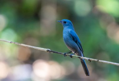 Verditer sinekkapan (eumyias thalassinus) parlak mavi renkli eşsiz bir kuştur. Erkeklerin gözlerinin köşesinde siyah bir şerit vardır. Dişiler daha açık renklidir..