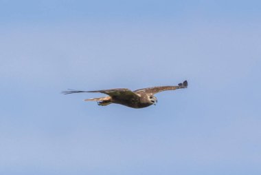 Doğu Bataklık Harrier (