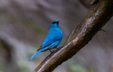 Verditer sinekkapan (eumyias thalassinus) parlak mavi renkli eşsiz bir kuştur. Erkeklerin gözlerinin köşesinde siyah bir şerit vardır. Dişiler daha açık renklidir..