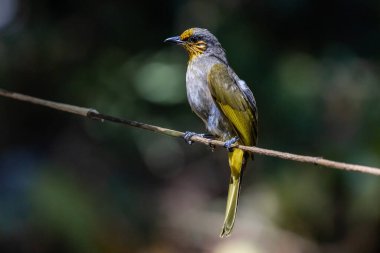 Boğazı çizgili Bulbul kuşları özellikle boyunlarındaki çizgilerle çok güzeldir..