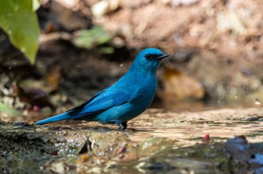 Verditer sinekkapan (eumyias thalassinus) parlak mavi renkli eşsiz bir kuştur. Erkeklerin gözlerinin köşesinde siyah bir şerit vardır. Dişiler daha açık renklidir..