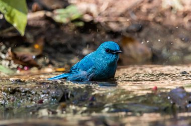 Verditer sinekkapan (eumyias thalassinus) parlak mavi renkli eşsiz bir kuştur. Erkeklerin gözlerinin köşesinde siyah bir şerit vardır. Dişiler daha açık renklidir..