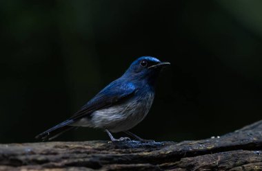 Hainan Blue Flycatcher, Muscicapidae familyasından bir kuş türü. Bu tür ilk olarak William Robert Ogilvie-Grant tarafından 1900 yılında tanımlanmıştır. Kamboçya, Çin, Hong Kong, Laos, Myanmar, Tayland ve Vietnam 'da bulunur. Doğal yaşam alanı subtropik.