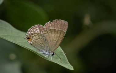 Yeşil bir yaprağa tünemiş yaygın gök kelebeği (Jamides celeno).