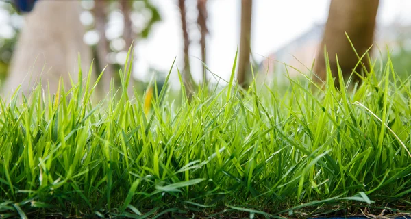 Gras im Garten aus nächster Nähe — Stockfoto