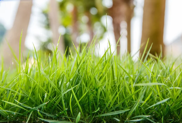 Gras im Garten aus nächster Nähe — Stockfoto