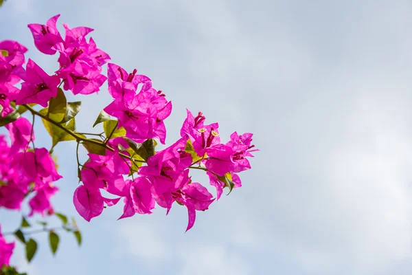 Bougainvillea flores en el árbol en el jardín —  Fotos de Stock
