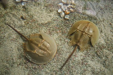 Two horseshoe crab in sea clipart